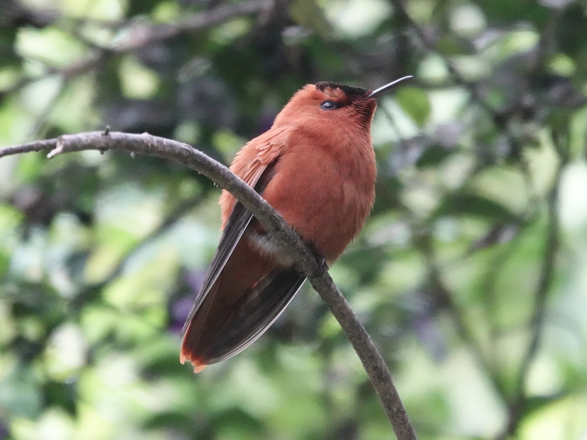 Juan Fernandez Firecrown - ML643546854
