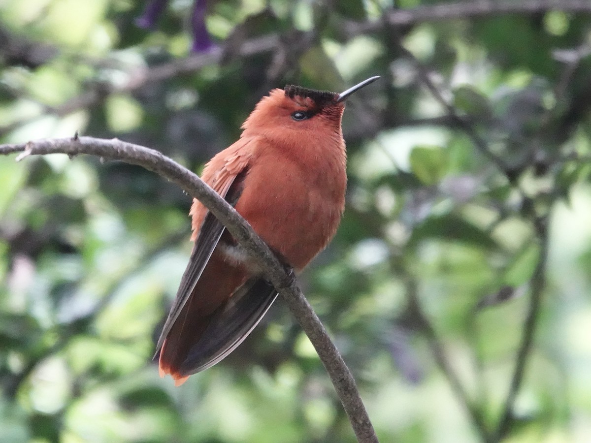 Juan Fernandez Firecrown - ML643546855