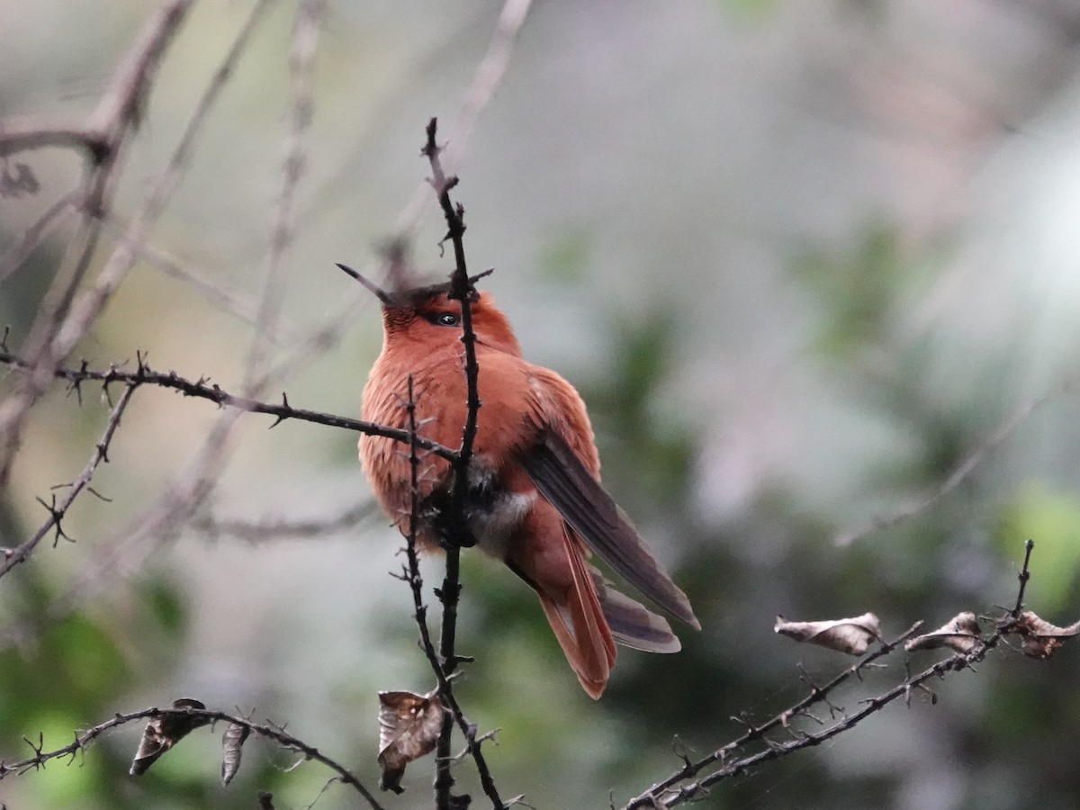 Juan Fernandez Firecrown - ML643546856