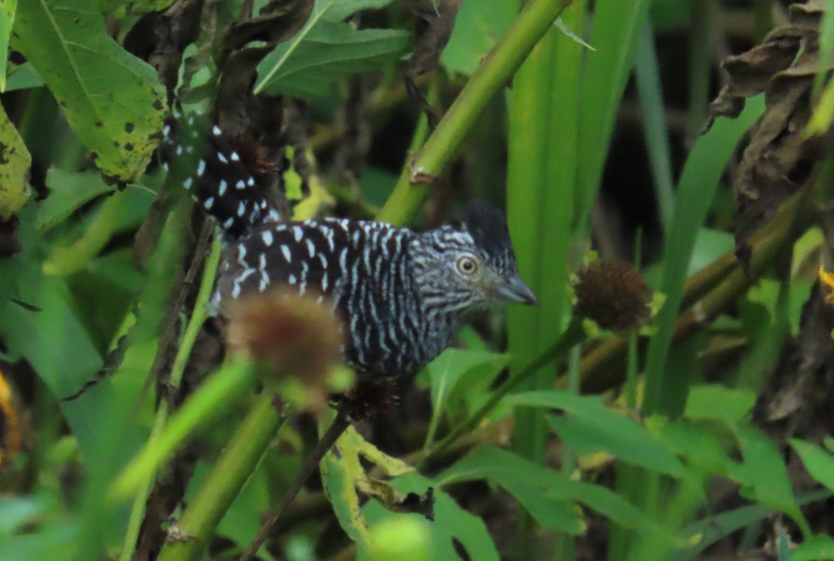 Barred Antshrike - ML643546858