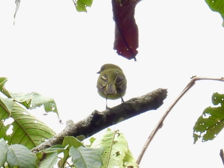Olive-faced Flatbill - ML643546866