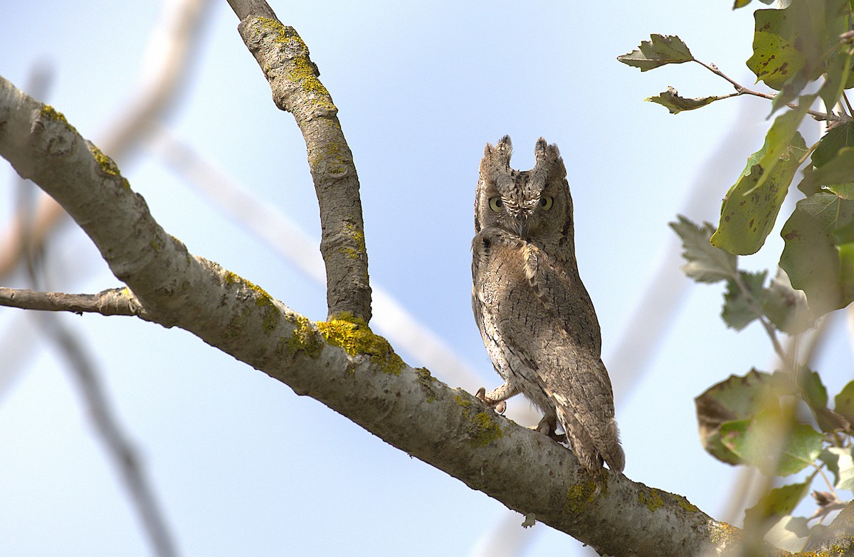 Eurasian Scops-Owl - ML643546874