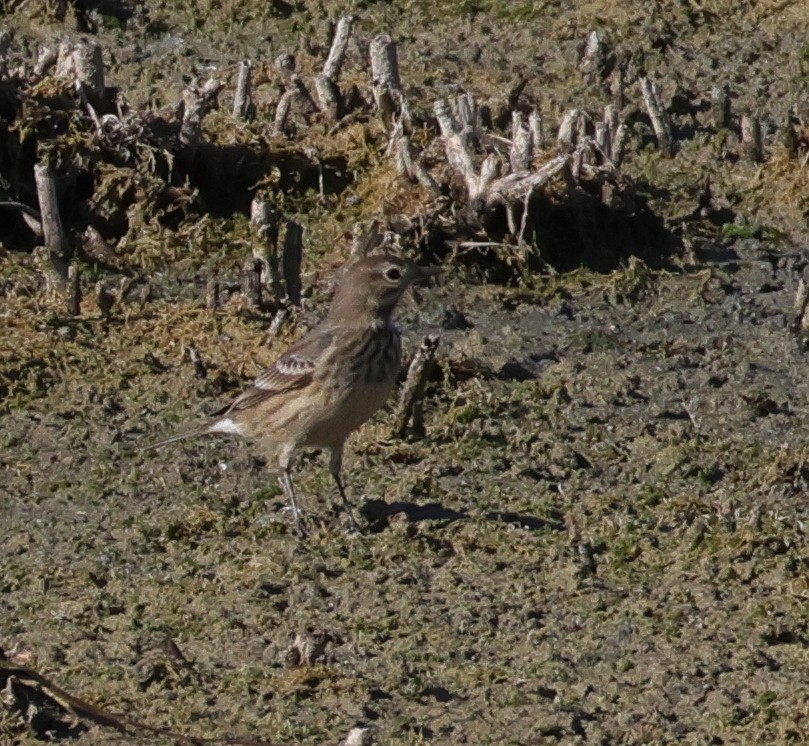 American Pipit - ML643546886