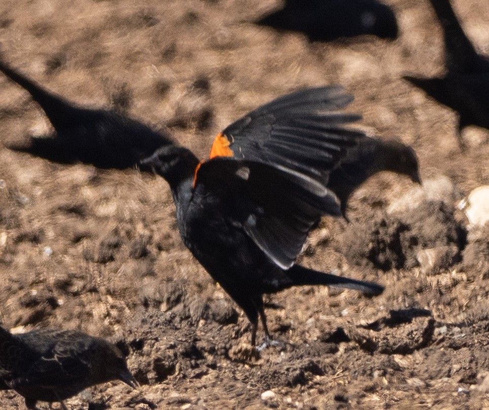 Red-winged Blackbird (California Bicolored) - ML643546888