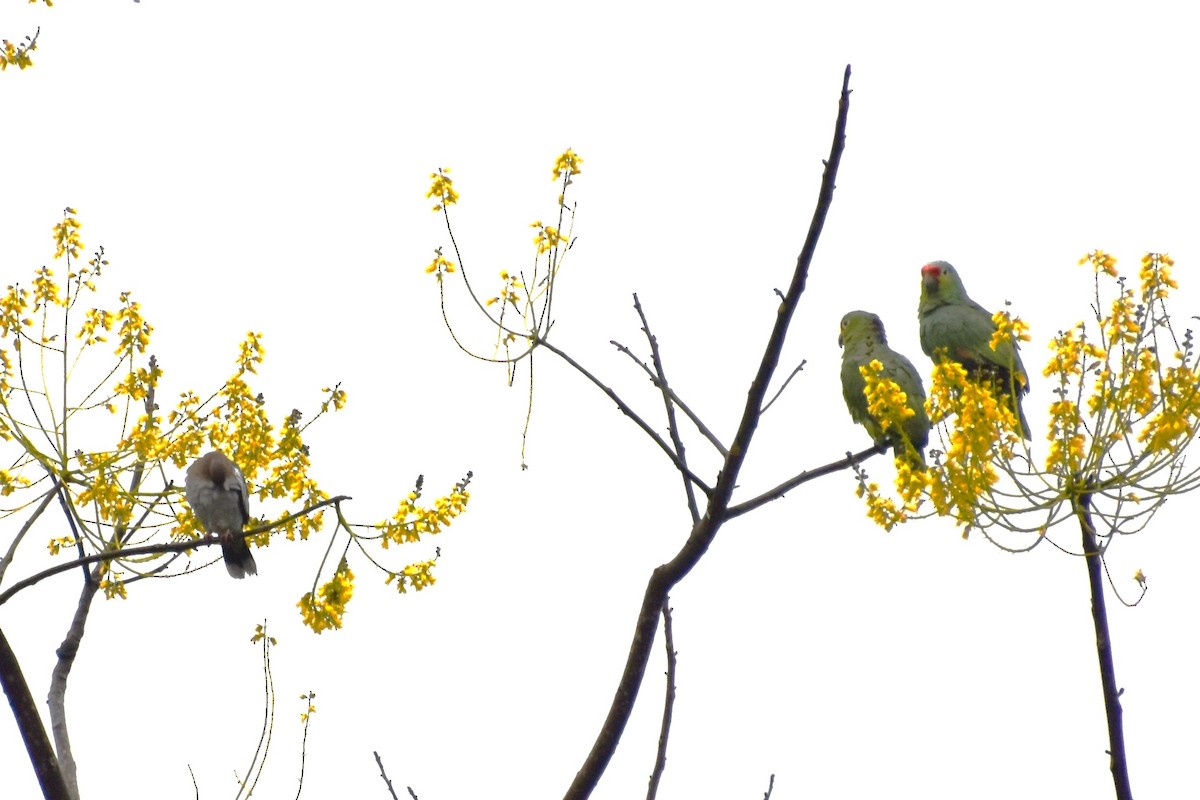 Red-lored Amazon - ML643546889