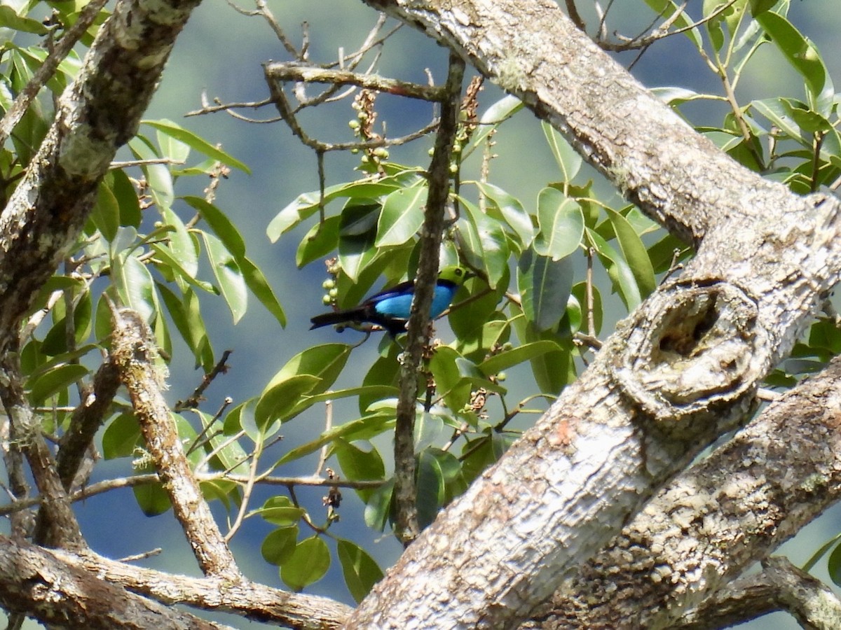 Paradise Tanager - ML643546896