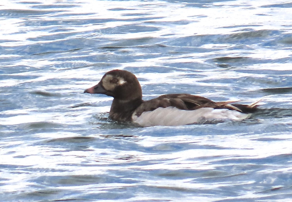 Long-tailed Duck - ML643546897