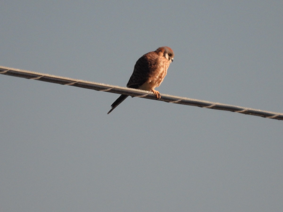 American Kestrel - ML643546898