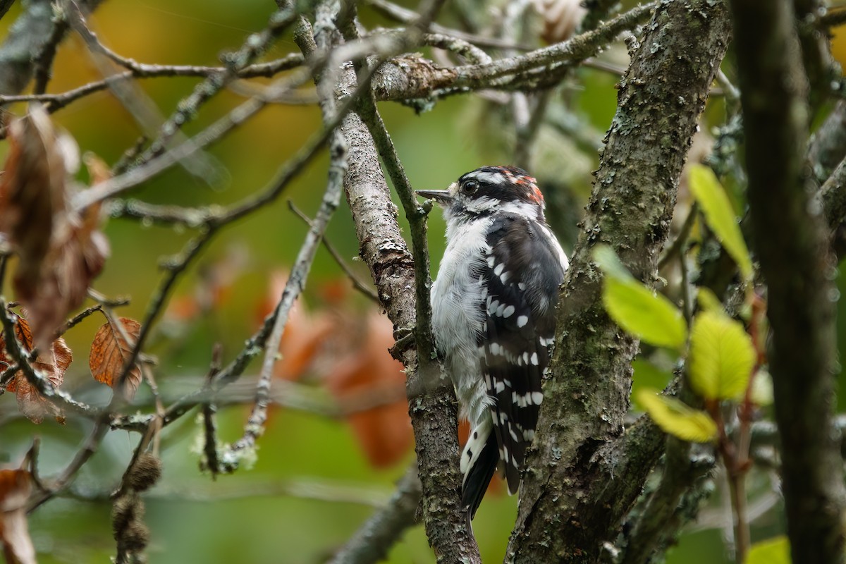 Downy Woodpecker - ML643546944