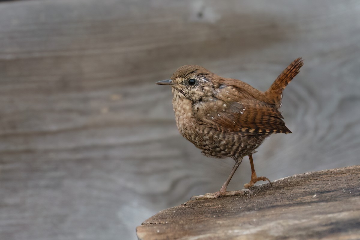 Winter Wren - ML643546946
