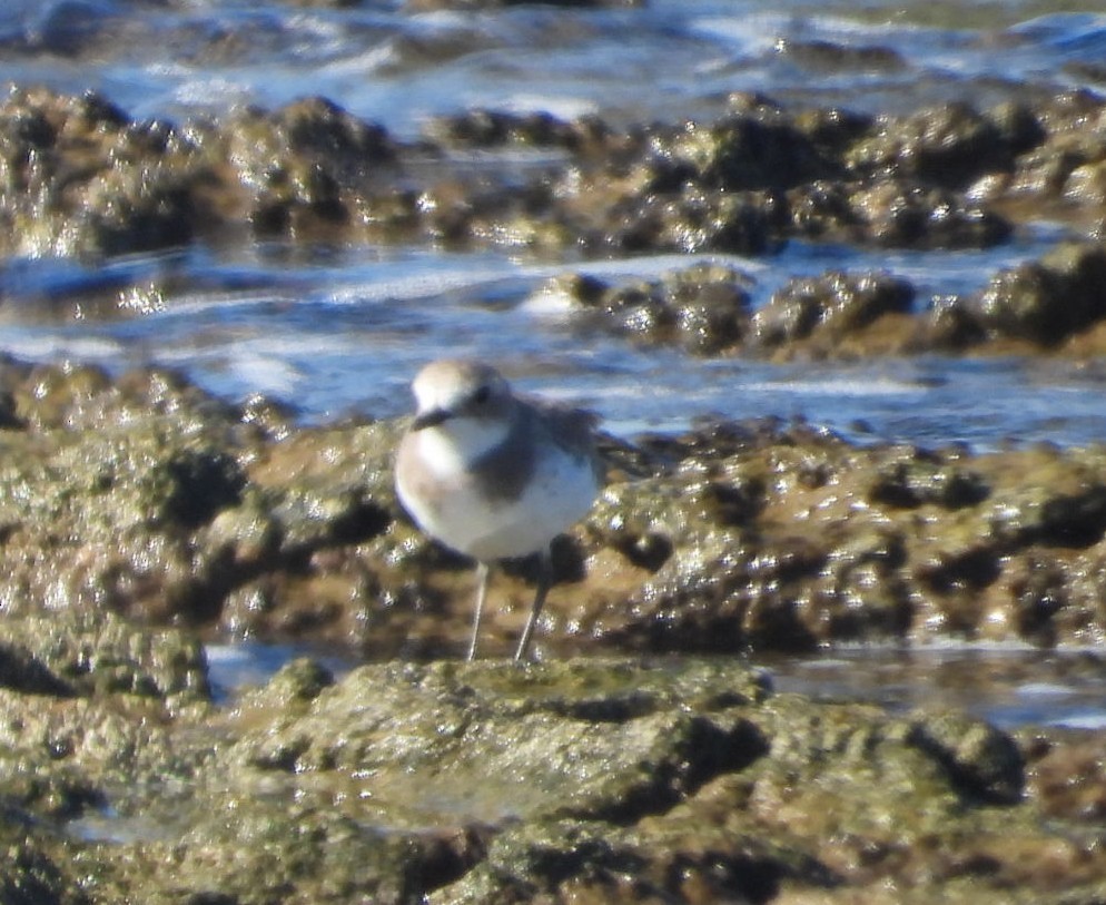 Greater Sand-Plover - ML643546953