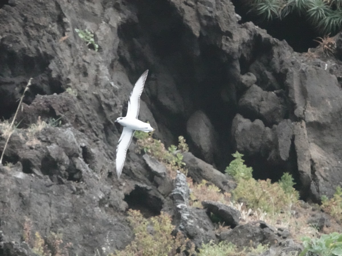 Şili Fırtınakuşu - ML643546957