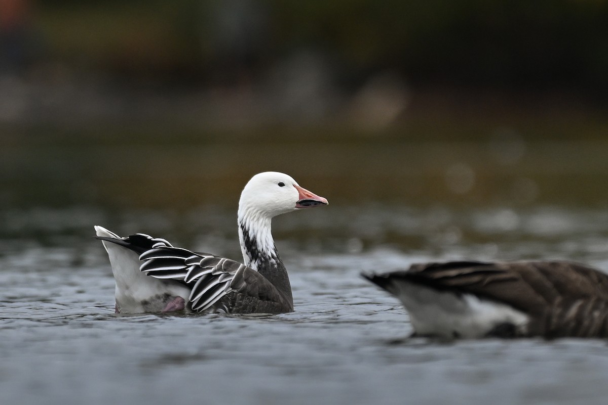 Snow Goose - ML643546962