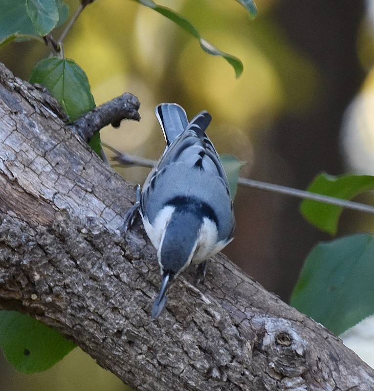 White-breasted Nuthatch - ML643546966