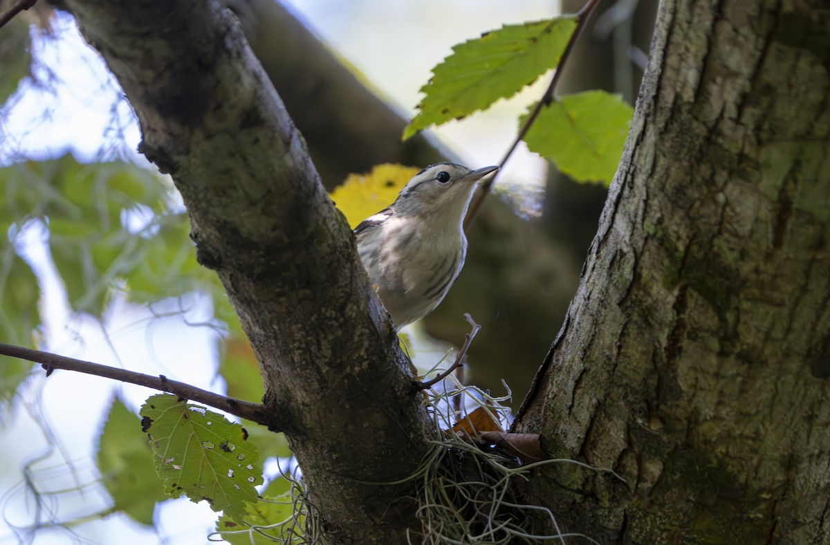 Black-and-white Warbler - ML643546967