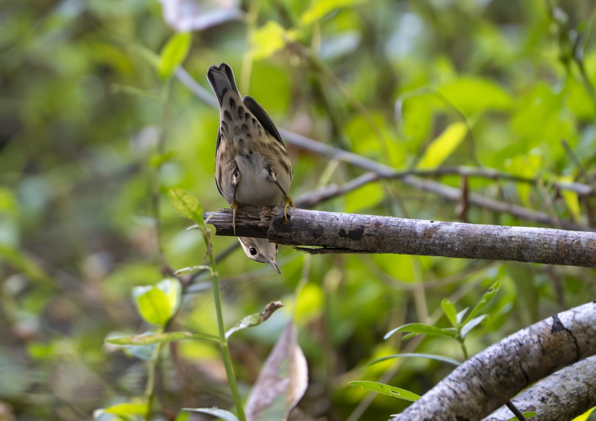 Black-and-white Warbler - ML643546969
