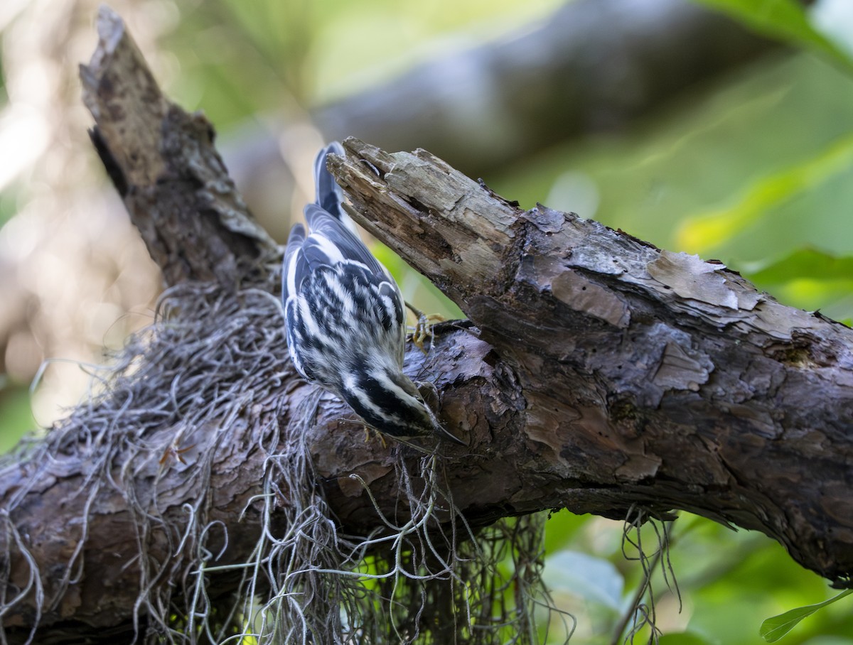 Black-and-white Warbler - ML643546971