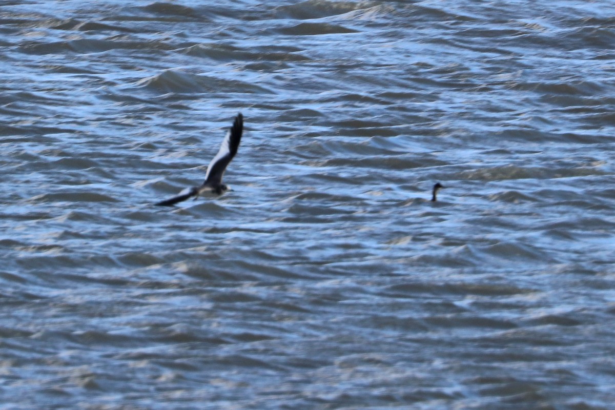 Sabine's Gull - ML643546974