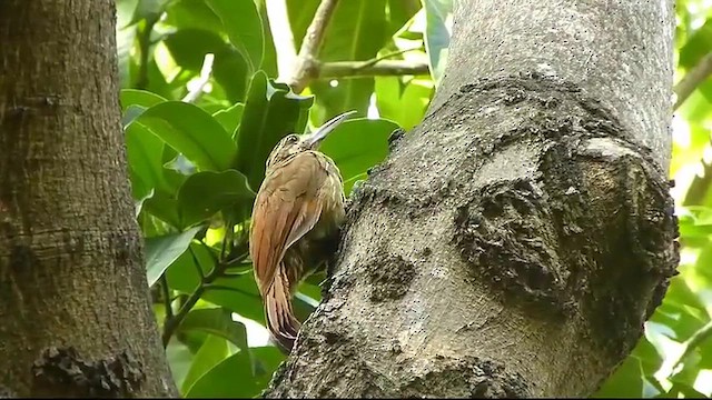 Moustached Woodcreeper - ML643546990
