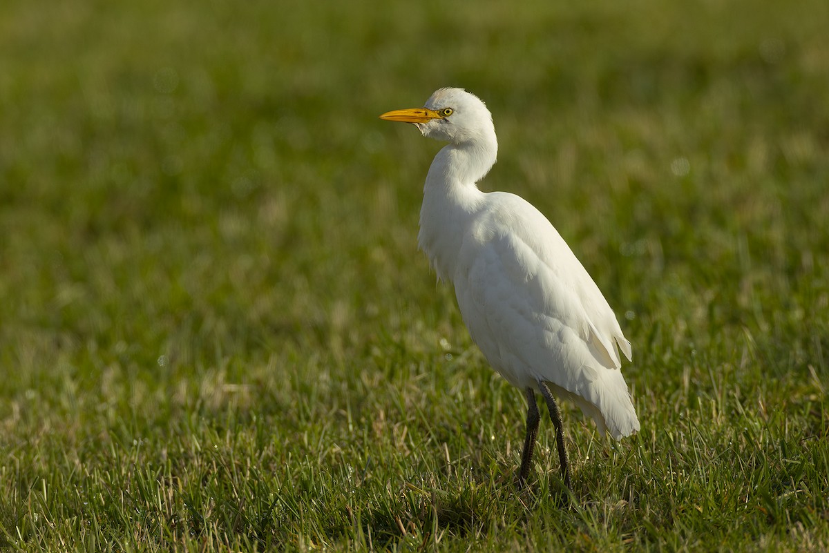 Western Cattle-Egret - ML643546993