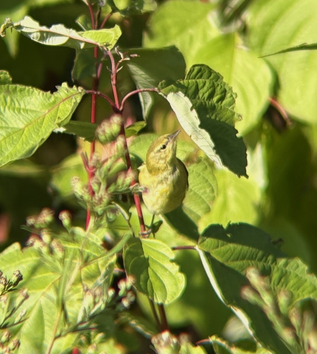 Tennessee Warbler - ML643547001
