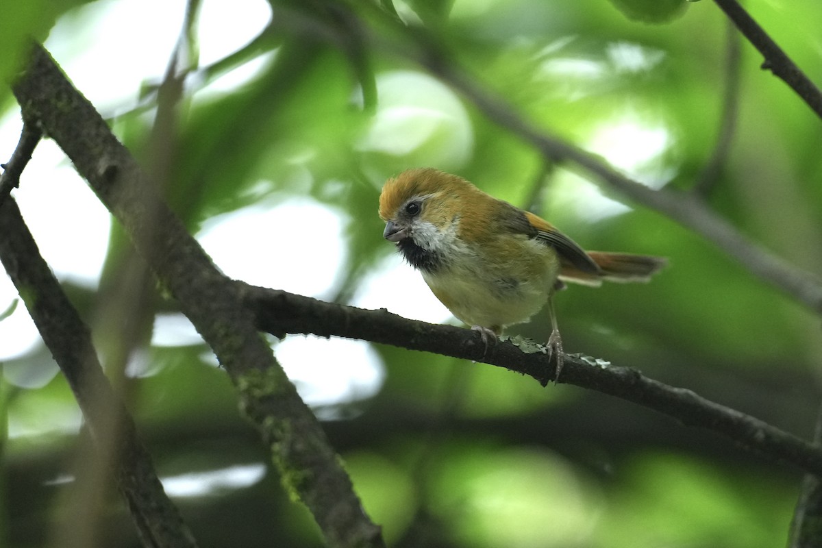 Golden Parrotbill - ML643547002