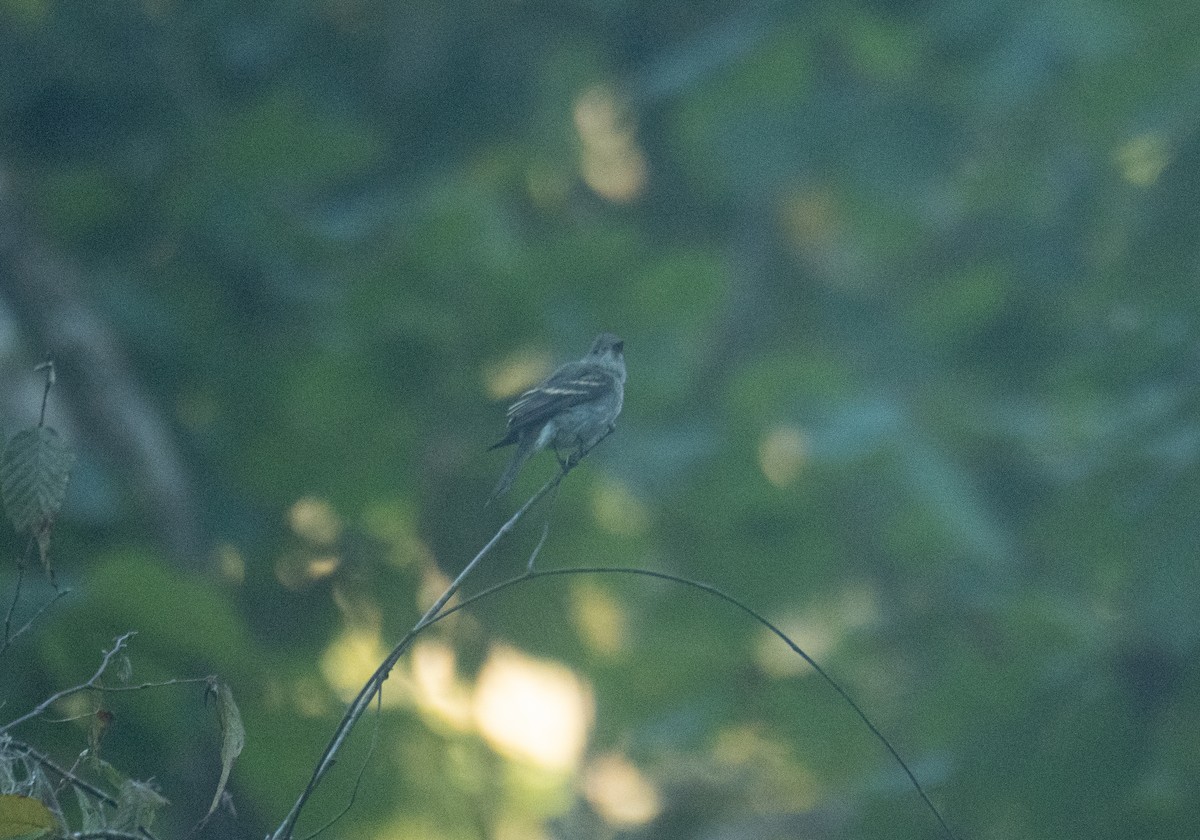 Western/Eastern Wood-Pewee - ML643547006