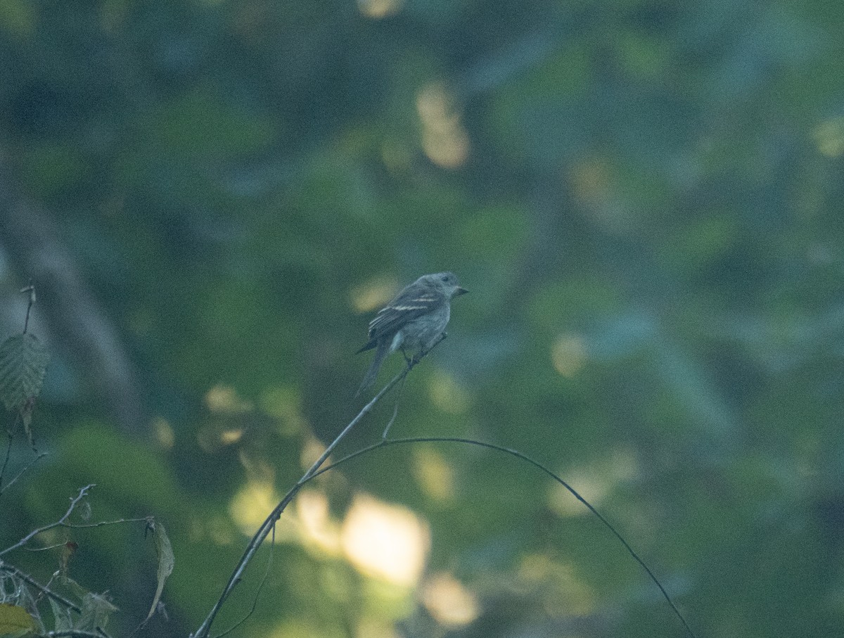 Western/Eastern Wood-Pewee - ML643547007
