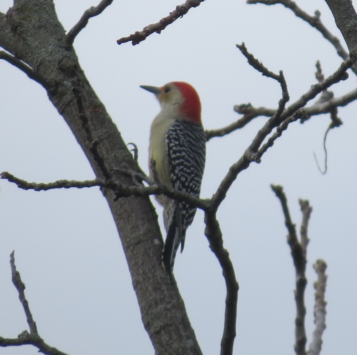 Red-bellied Woodpecker - ML643547013