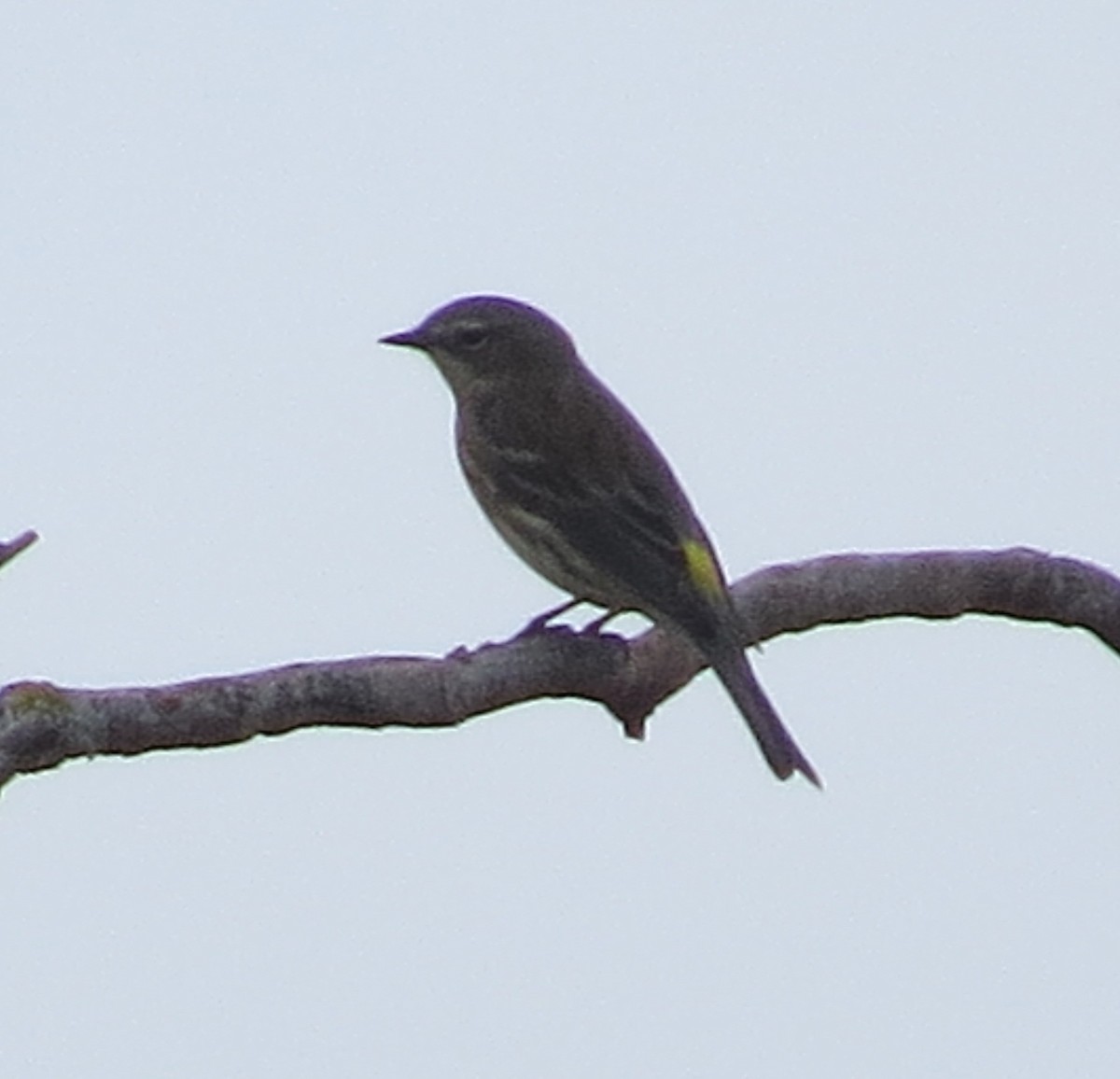 Yellow-rumped Warbler - ML643547021