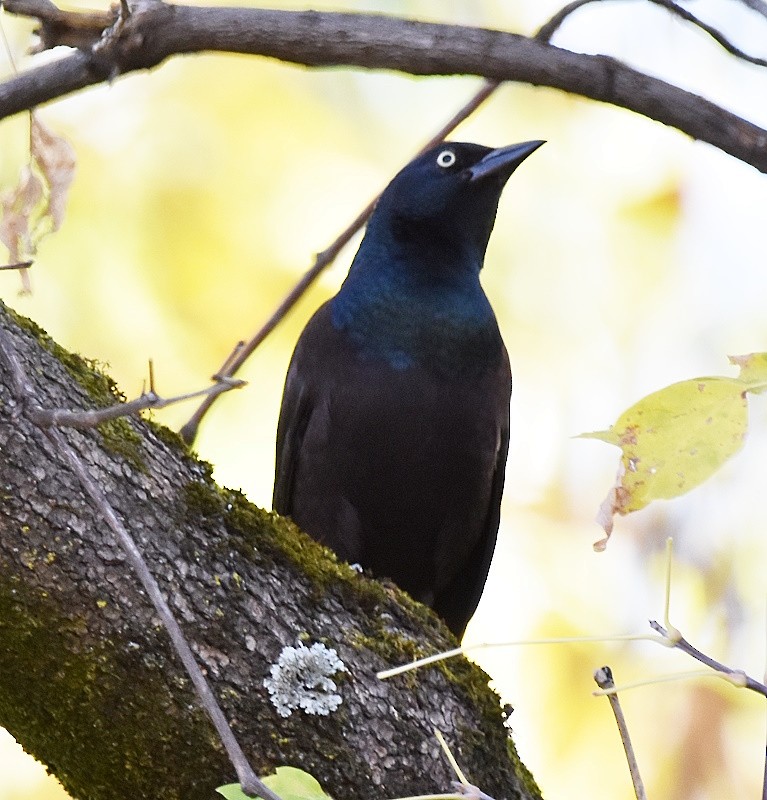 Common Grackle - ML643547025