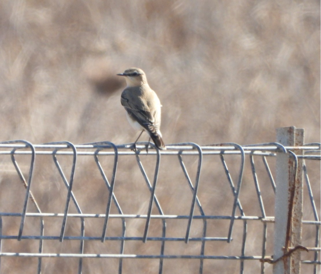 Northern Wheatear - ML643547031