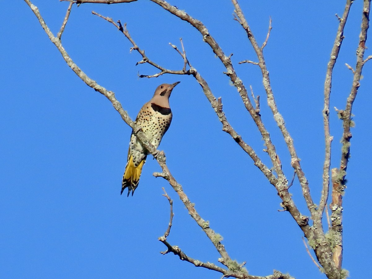 Northern Flicker - ML643547038