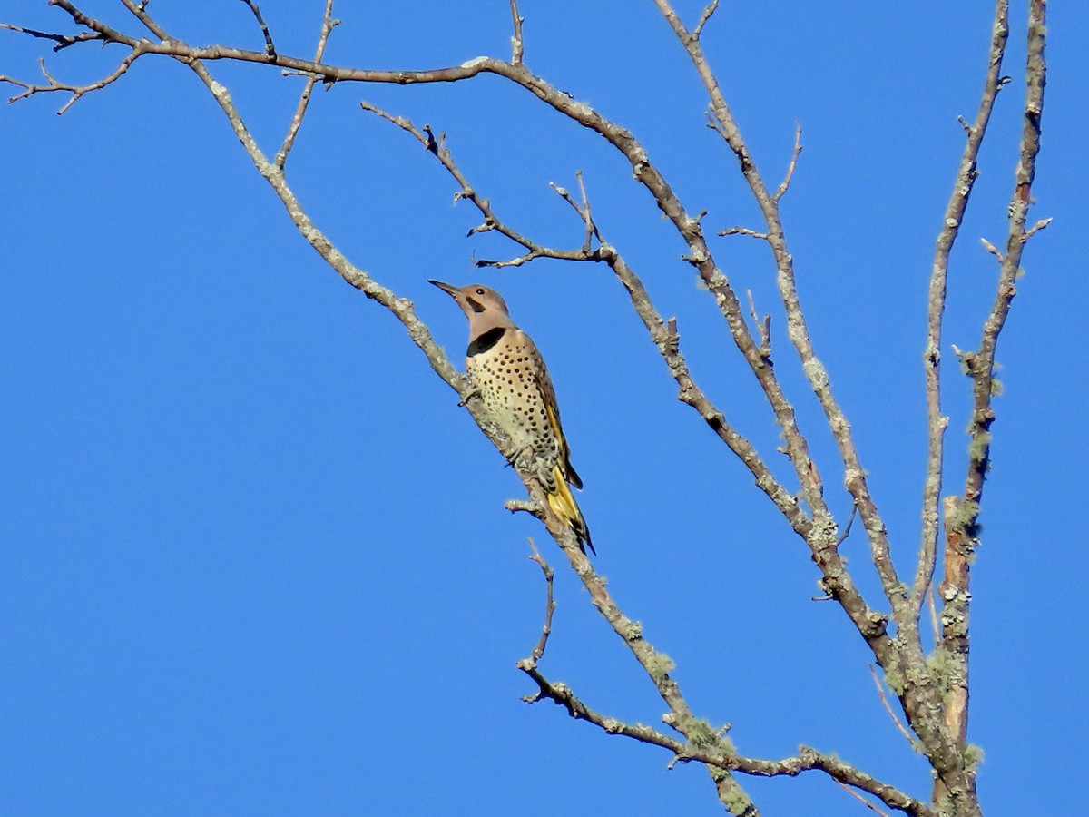 Northern Flicker - ML643547039
