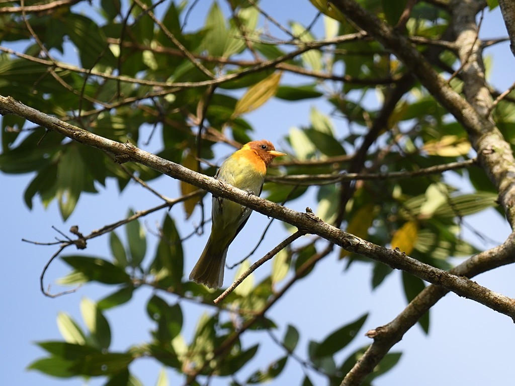 Rufous-headed Tanager - ML643547046