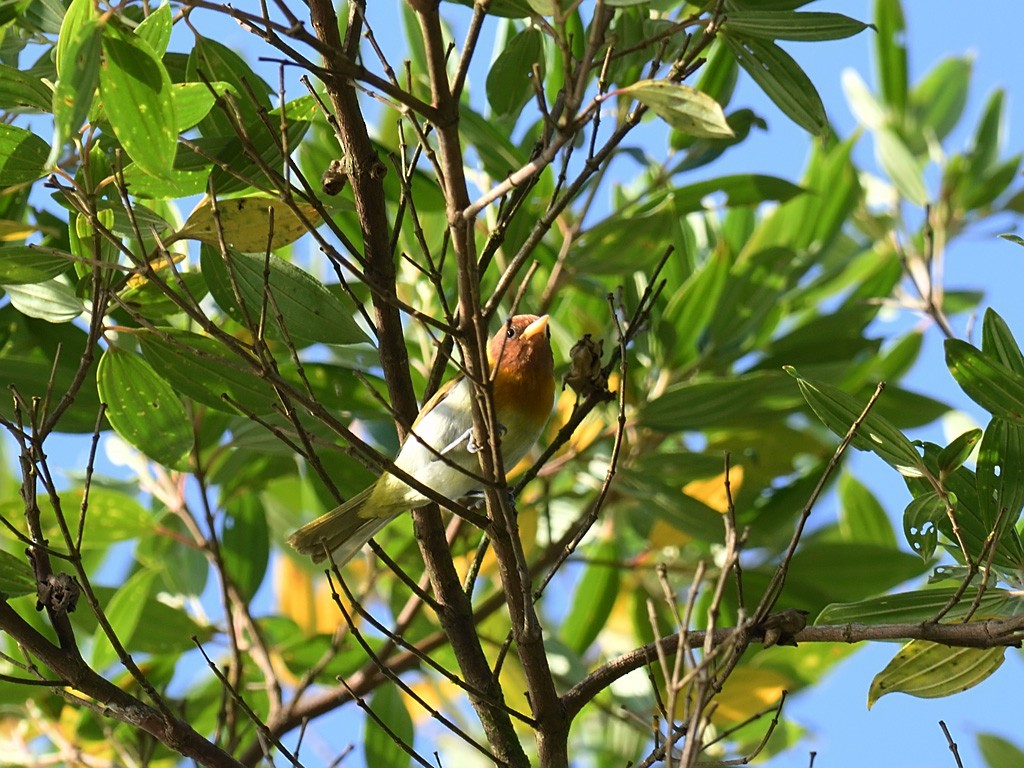 Rufous-headed Tanager - ML643547047
