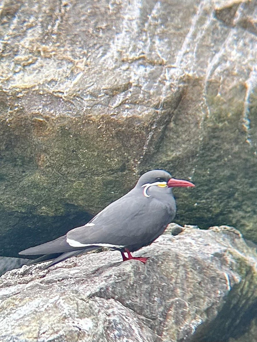 Inca Tern - ML643547050