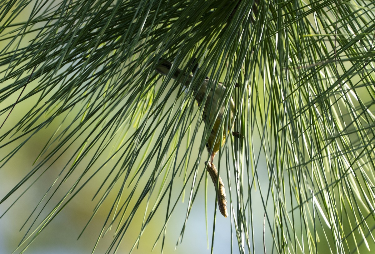 Pine Warbler - ML643547052