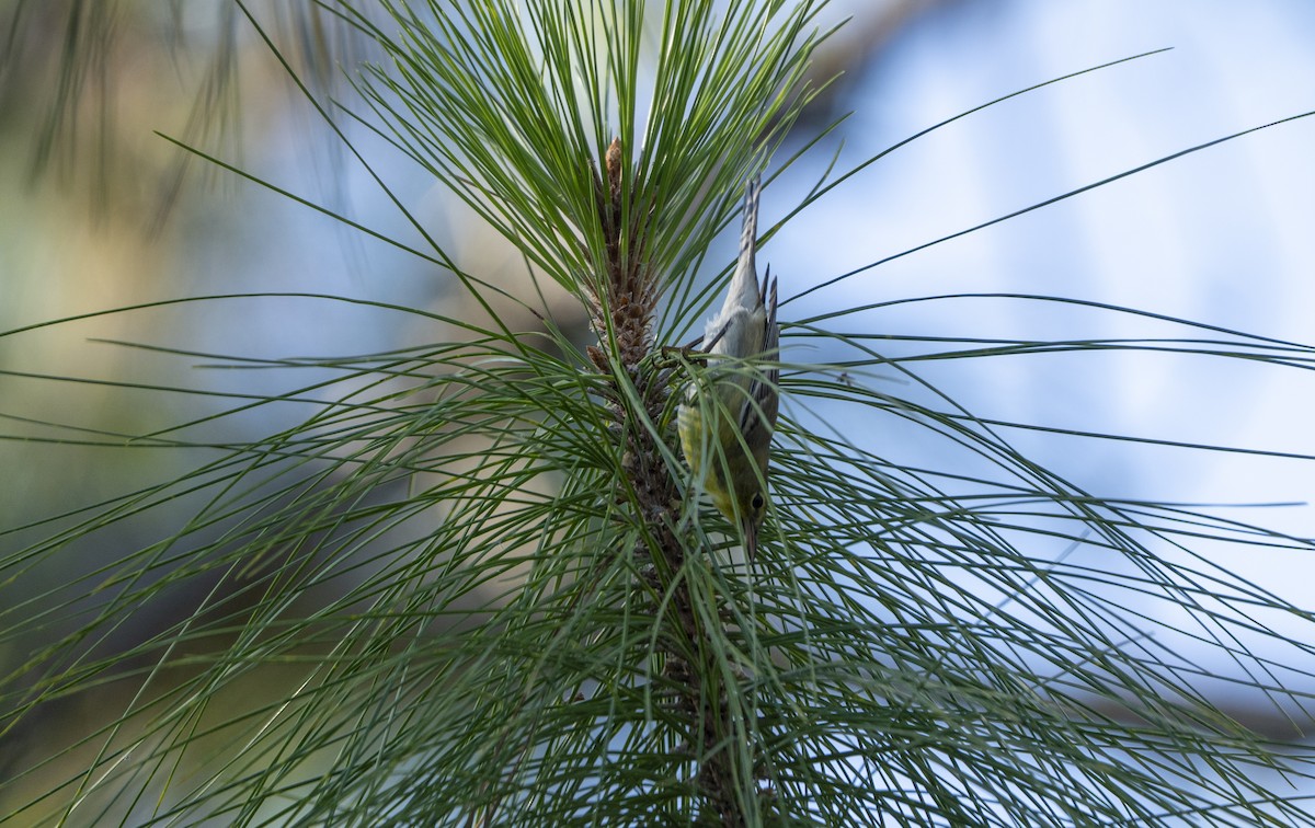 Pine Warbler - ML643547055
