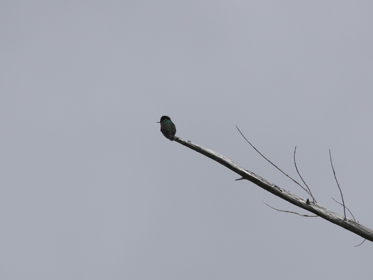 Green-backed Firecrown - ML643547063