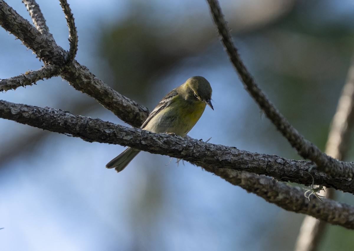 Pine Warbler - ML643547065