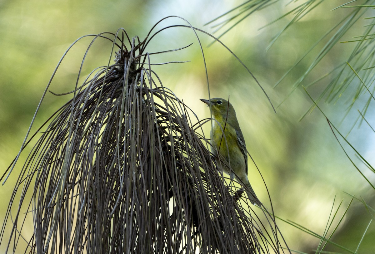 Pine Warbler - ML643547066