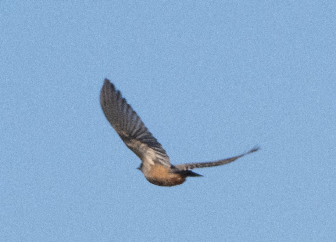 Say's Phoebe - ML643547071