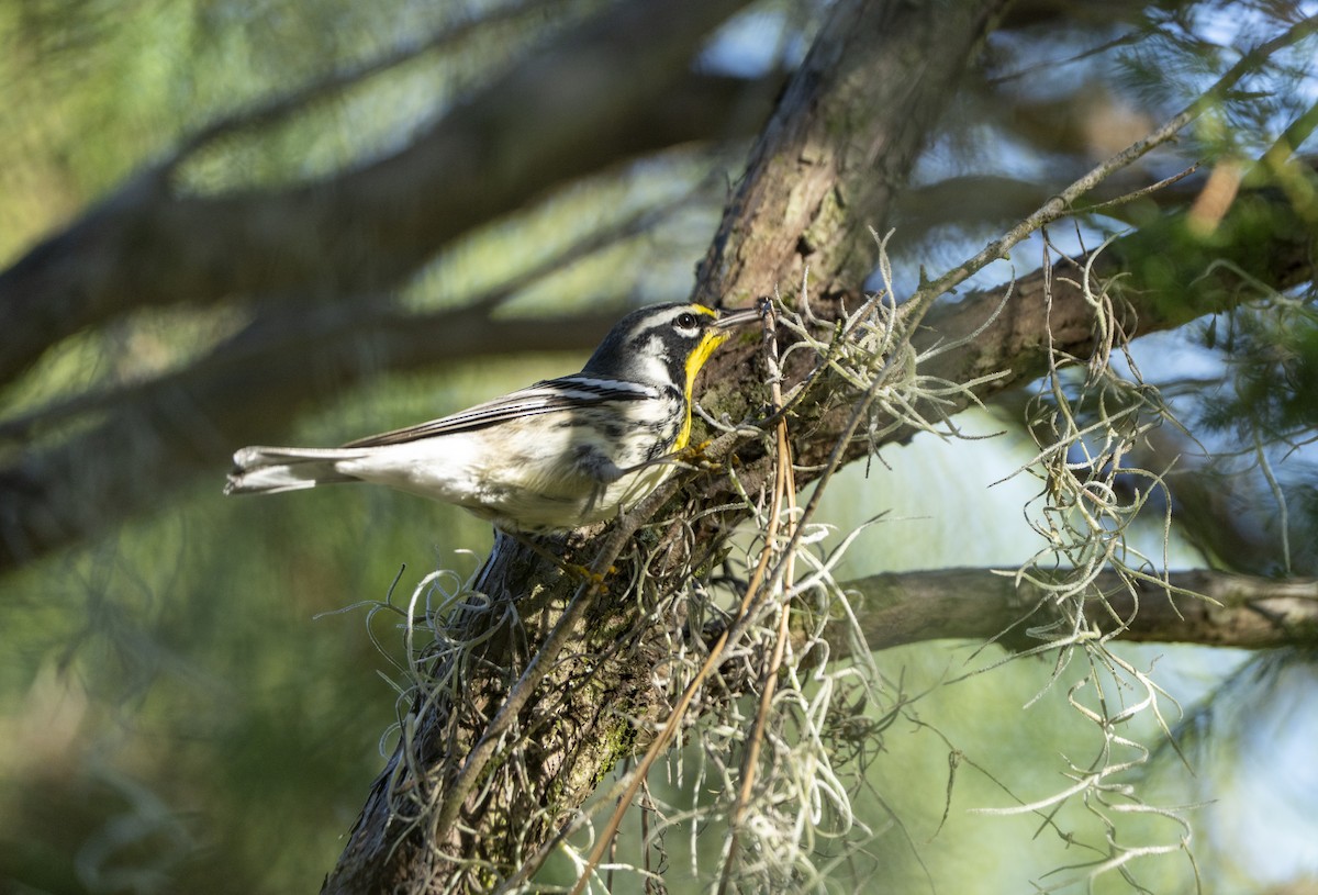 Yellow-throated Warbler - ML643547075