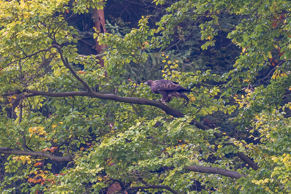 Golden Eagle - ML643547084