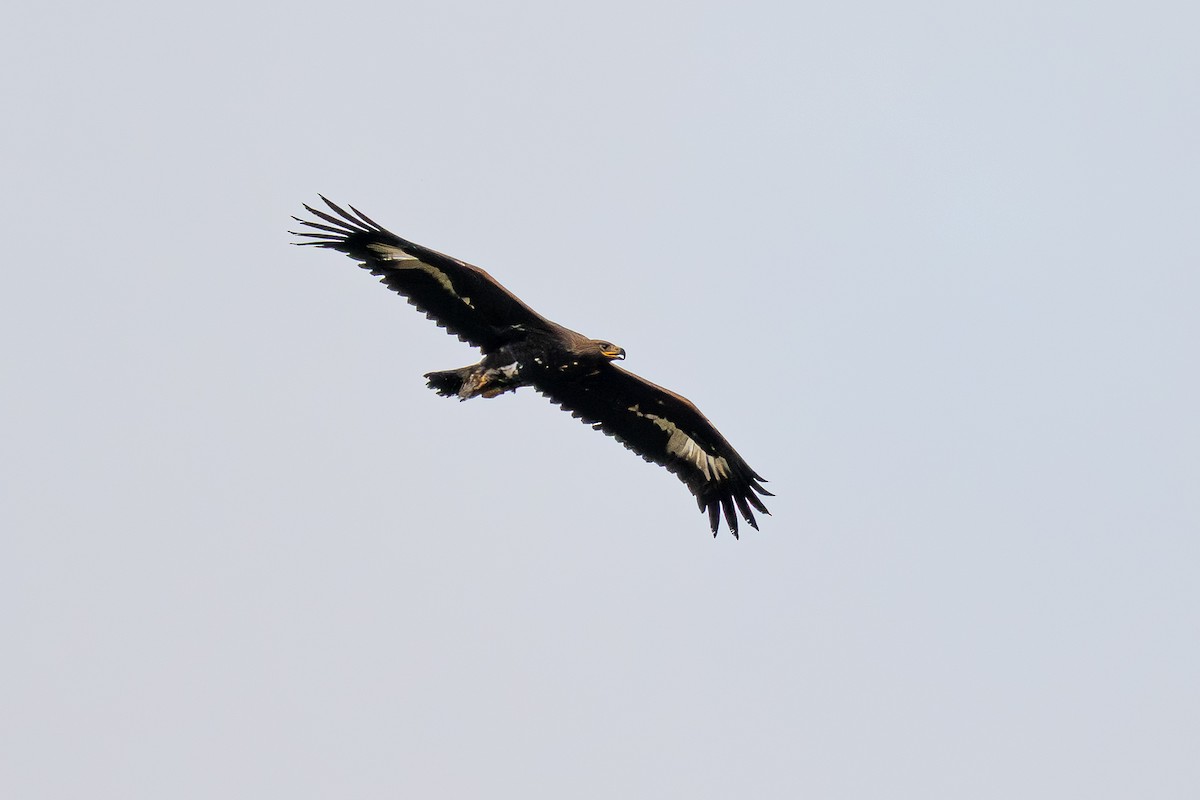 Golden Eagle - ML643547087
