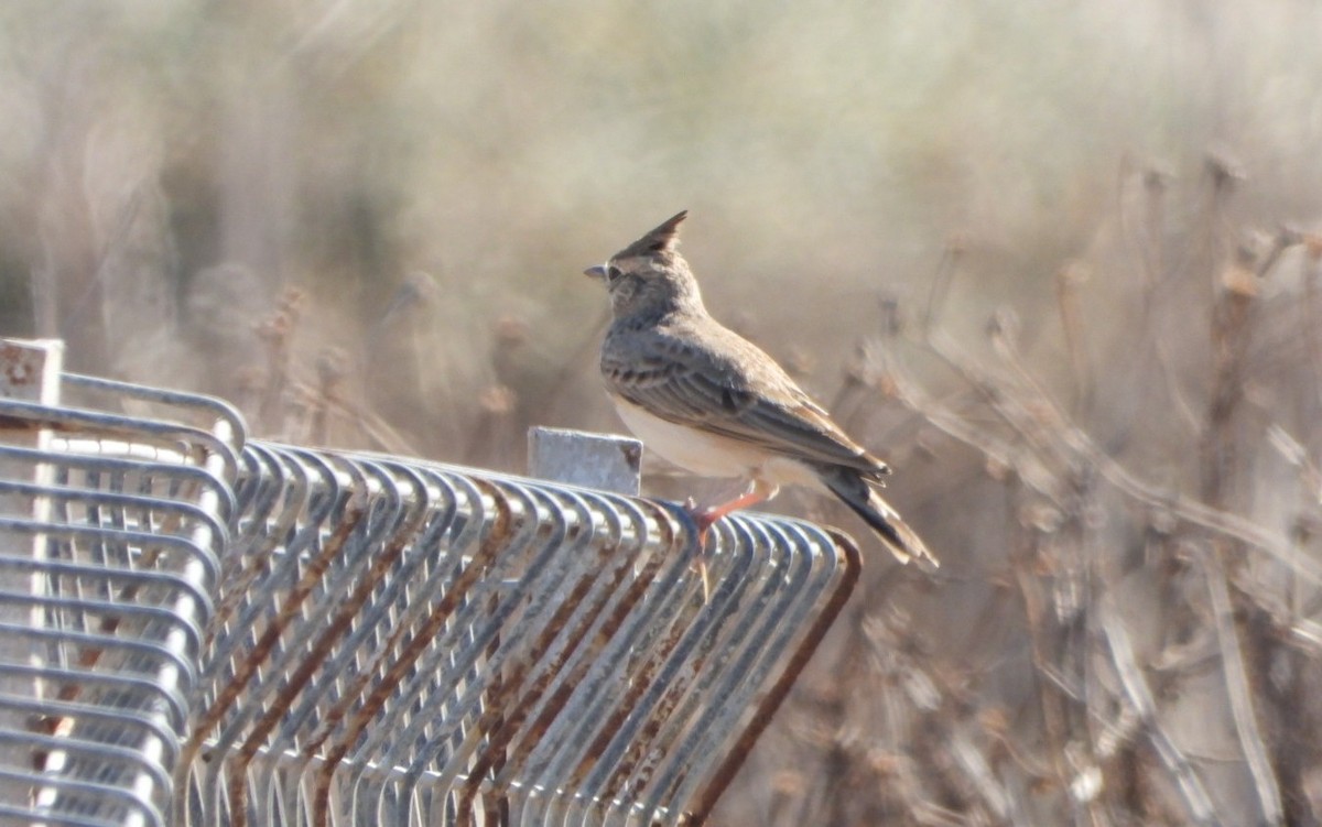 Crested Lark - ML643547102