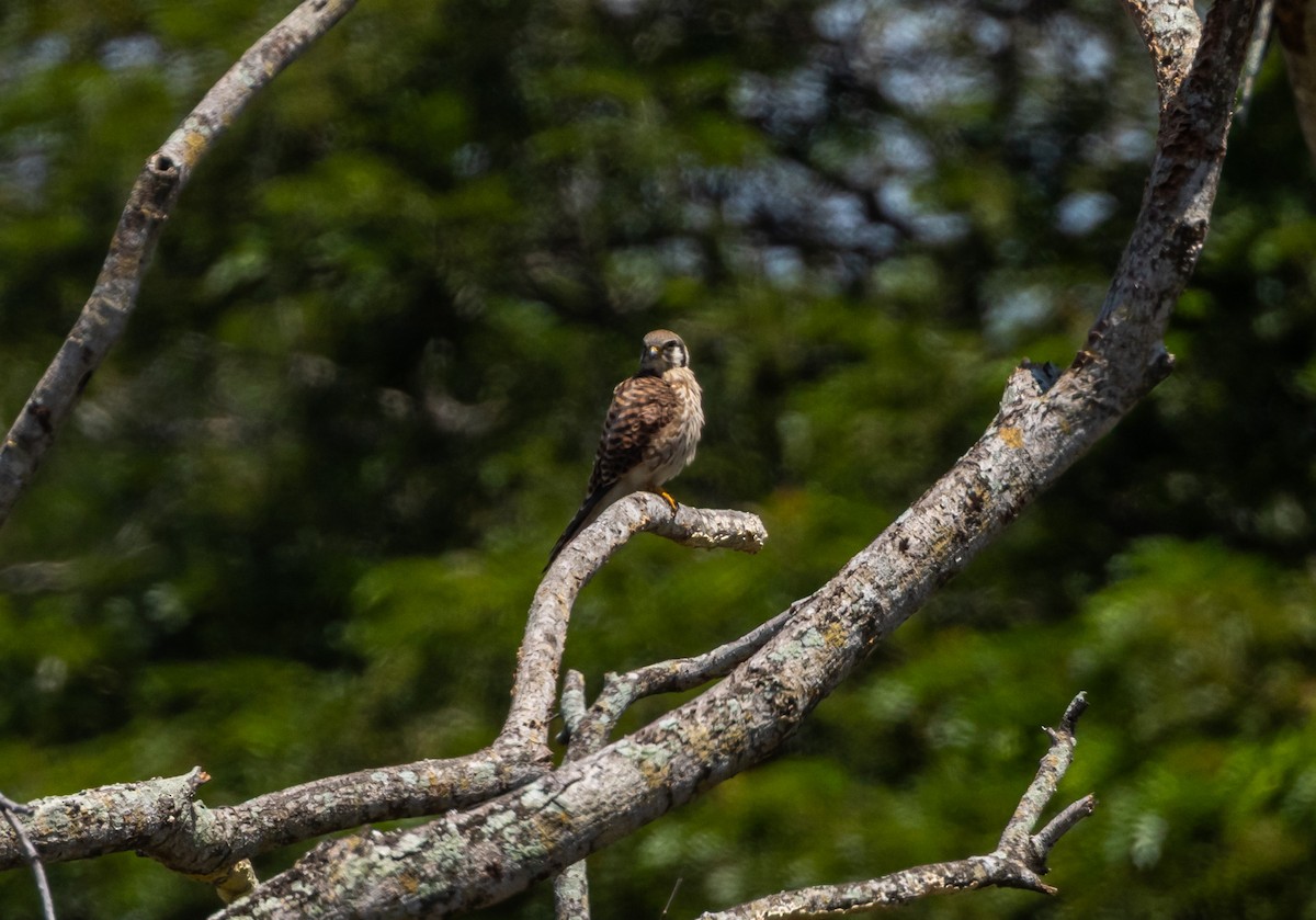 American Kestrel - ML643547116