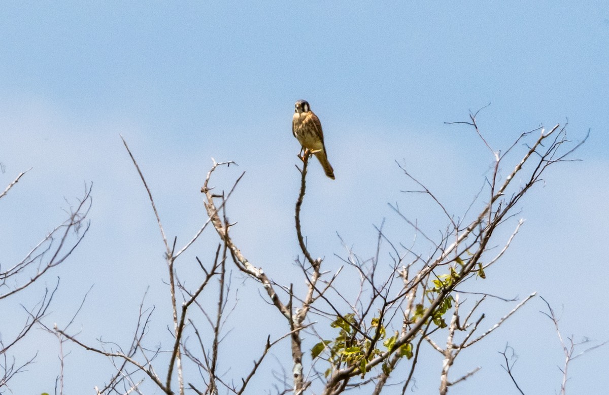 American Kestrel - ML643547117