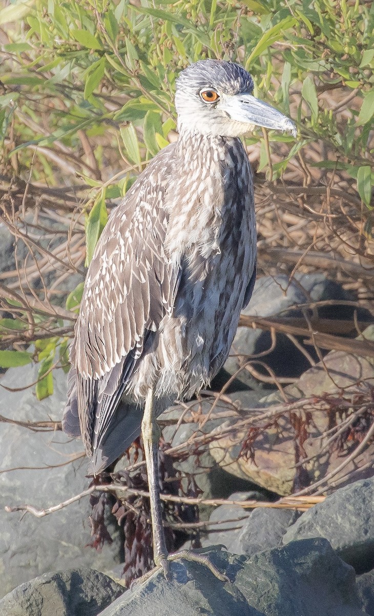 Krabbenreiher - ML643547118